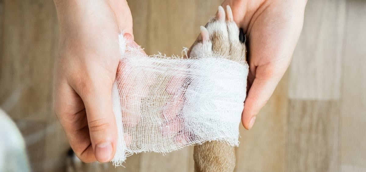 person wrapping a dog's paw with gauze