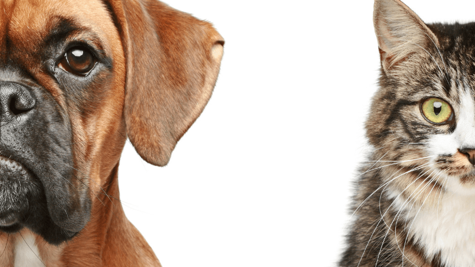Close-up of dog and cat faces