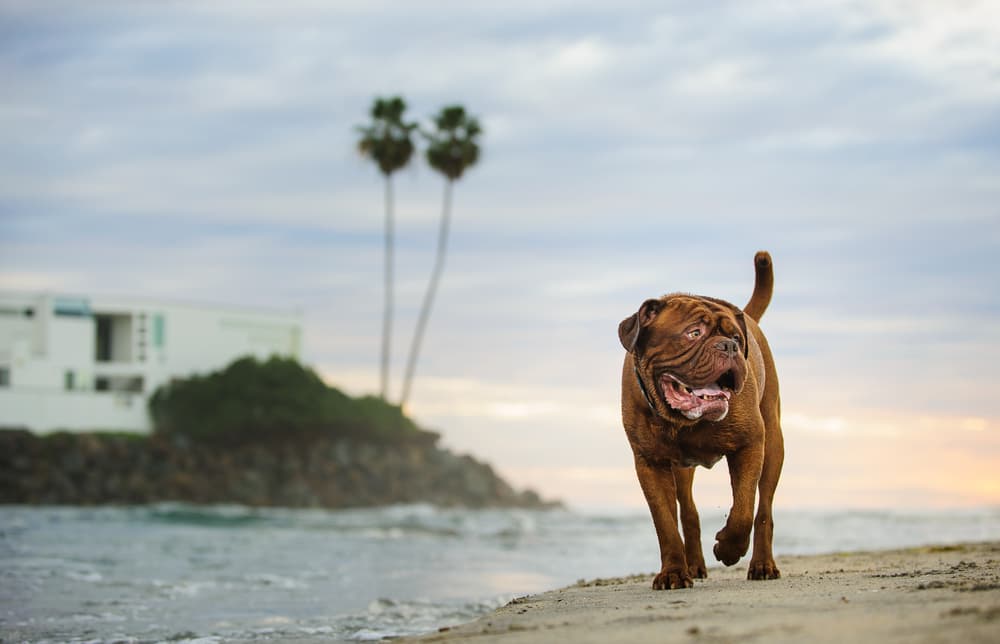 A dog in California