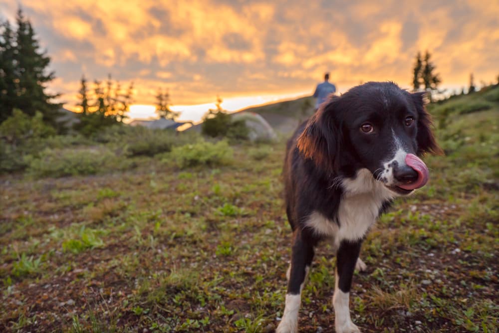 A dog in Colorado