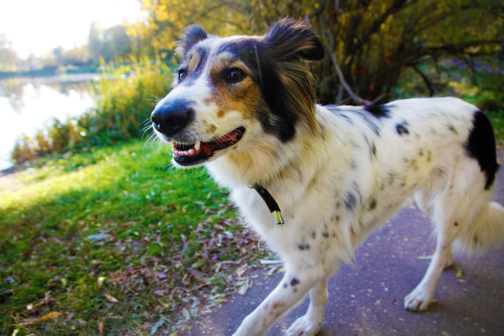 A dog in Connecticut