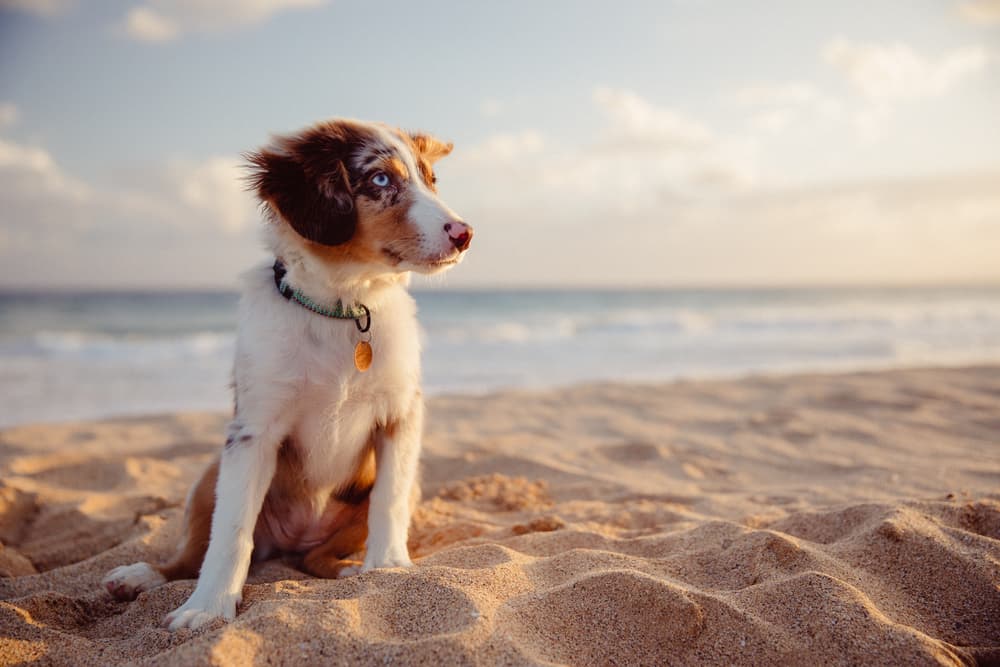 A dog in Hawaii