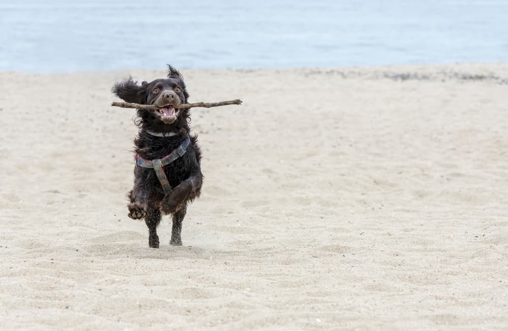 A dog in New Jersey
