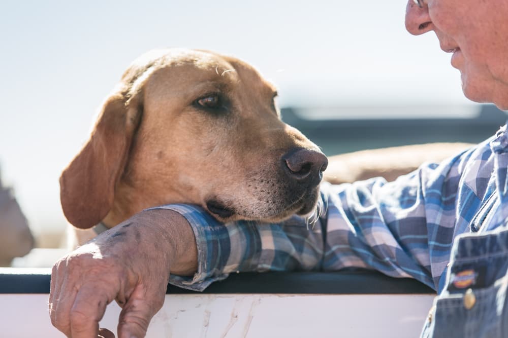 A dog in North Dakota