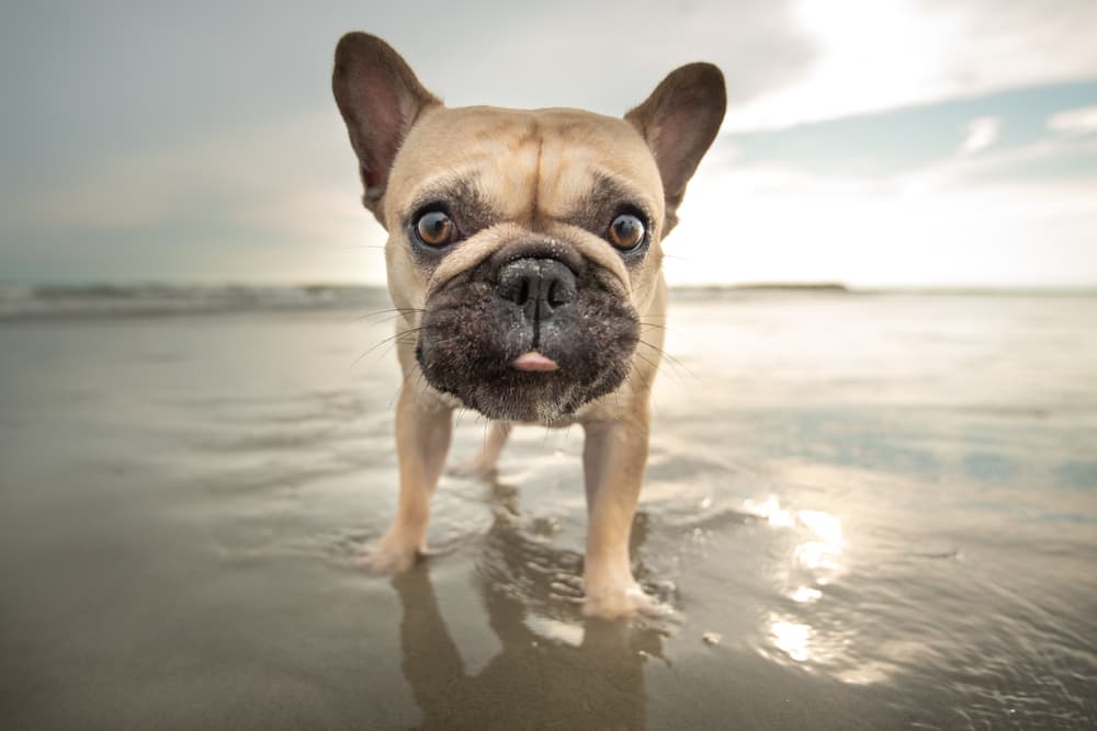 A dog in South Carolina