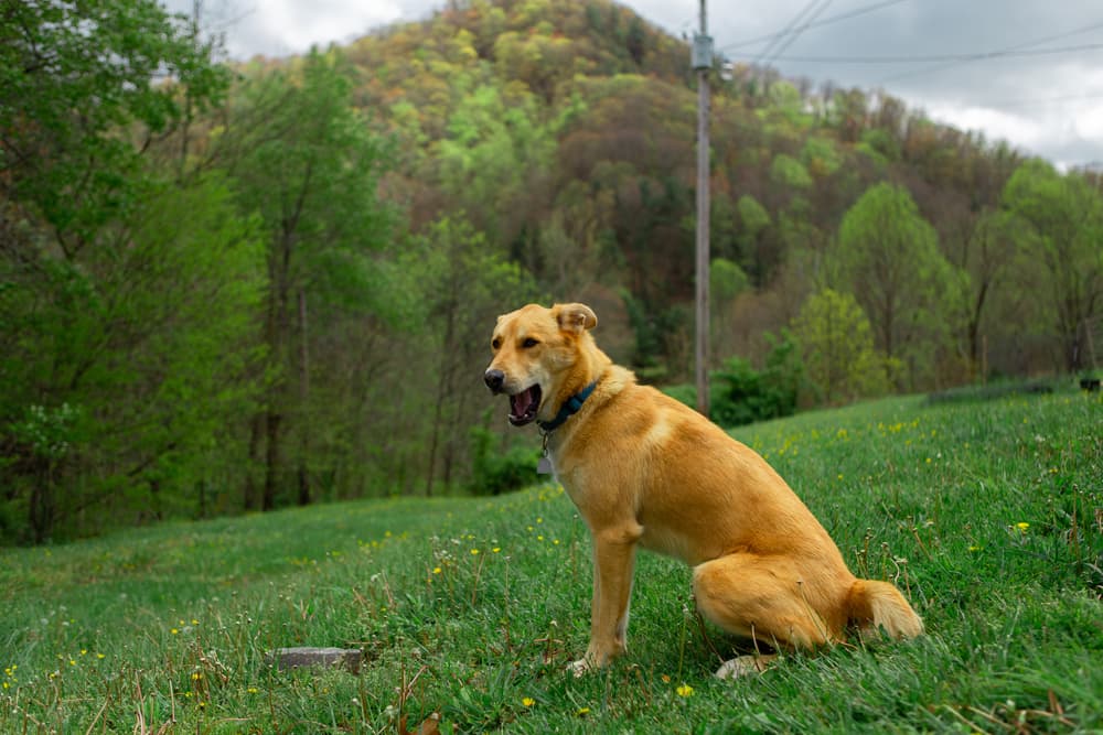 A dog in Tennessee