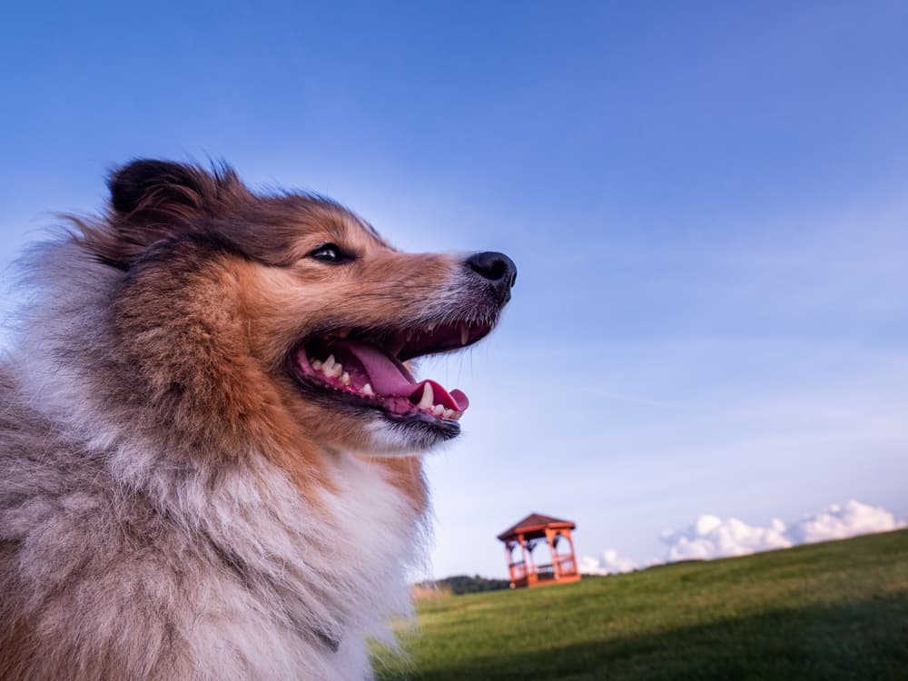 Best Pet Insurance in Virginia 2023 Pawlicy Advisor