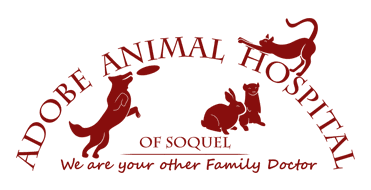 Adobe Animal Hospital Of Soquel Logo