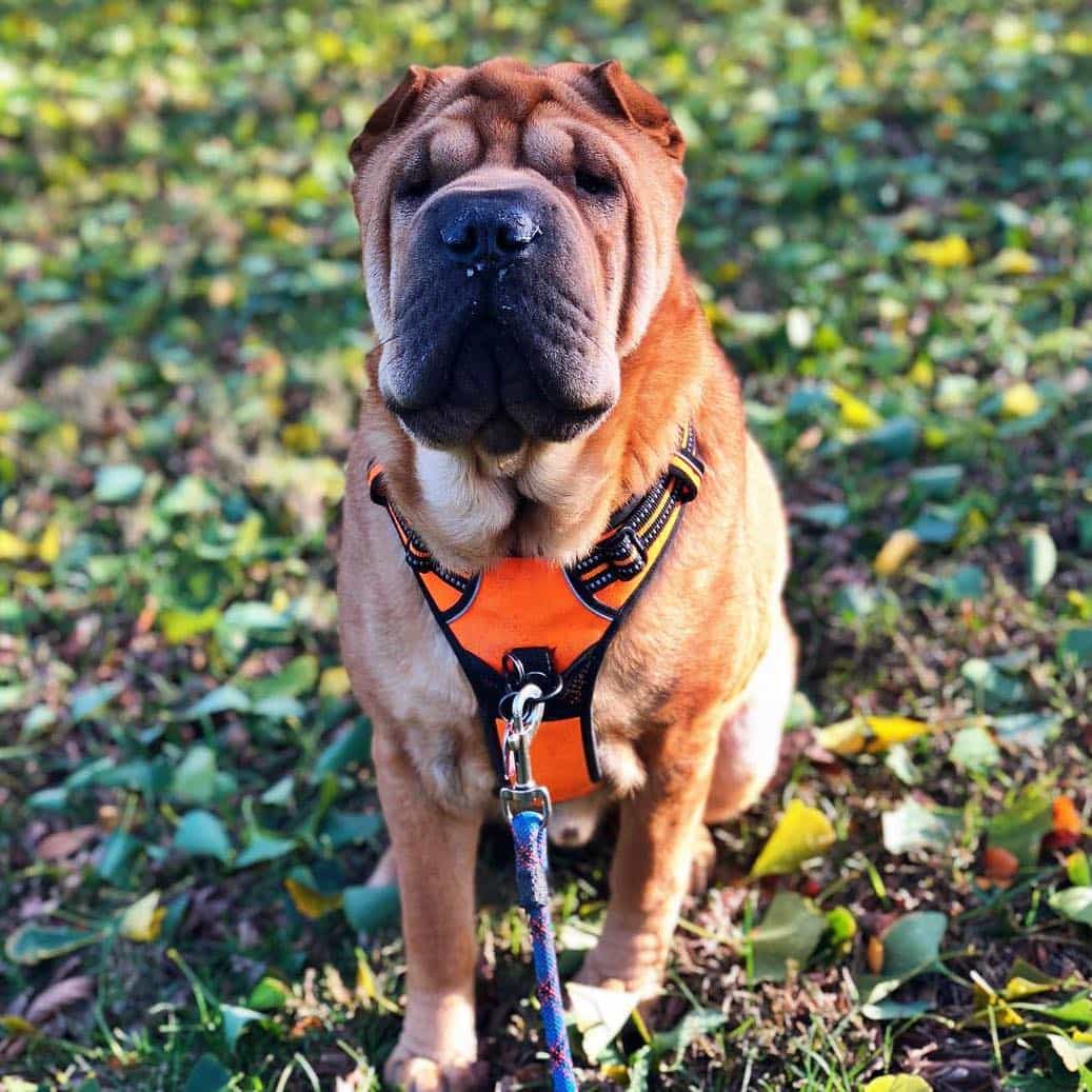 Wrigley Profile Picture