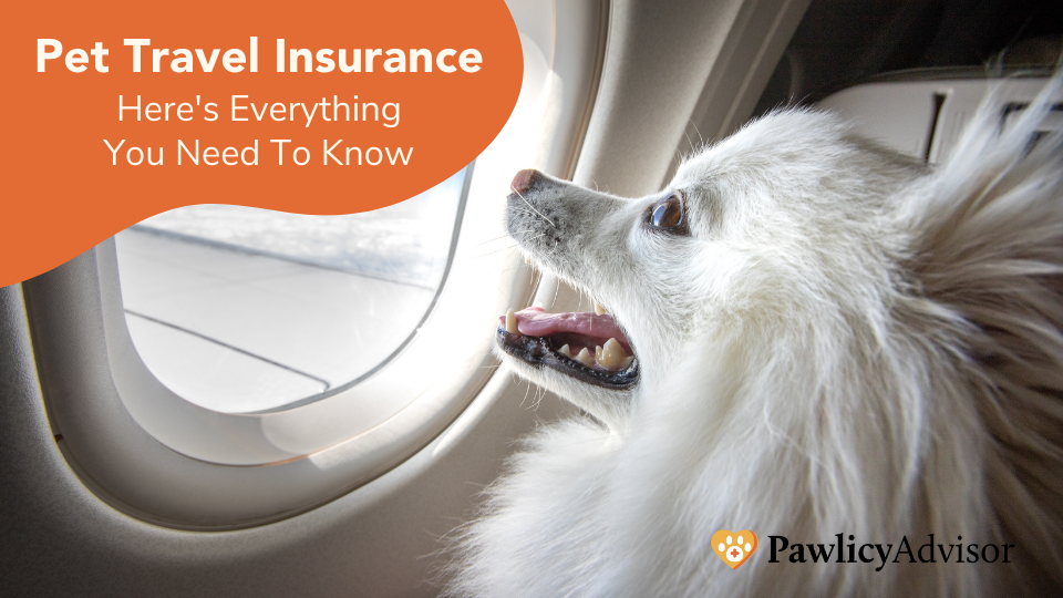 pet travel health insurance