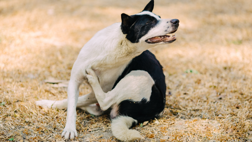 Why Is My Pet Always So Itchy? | Pawlicy Advisor