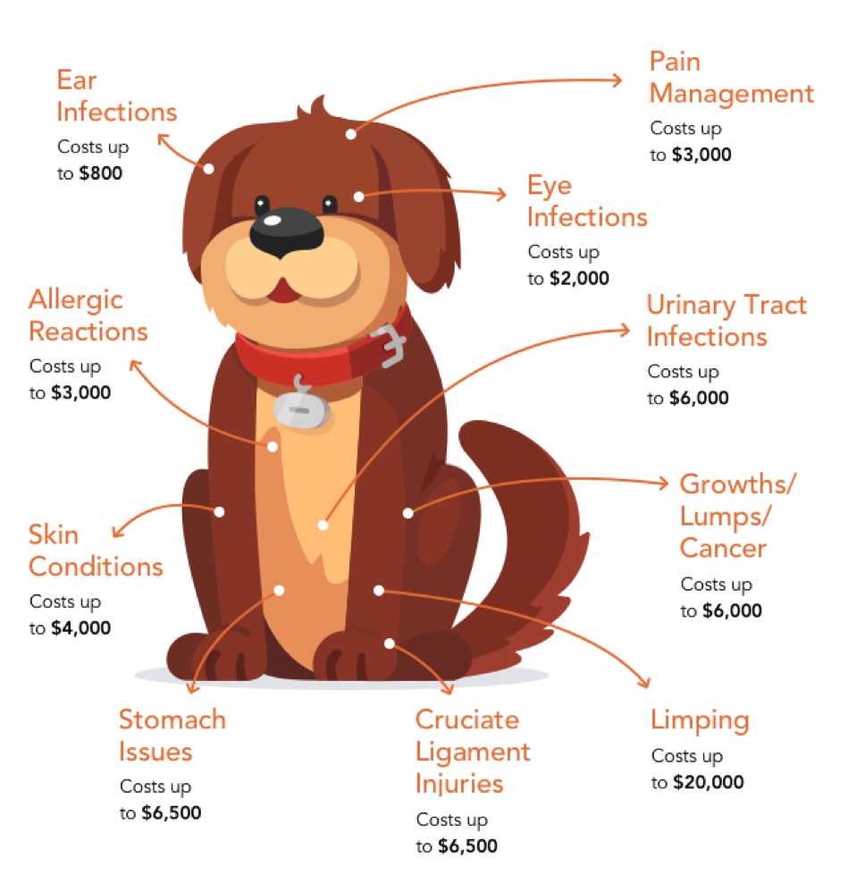 Diagram detailing various medical costs that your dog might encounter