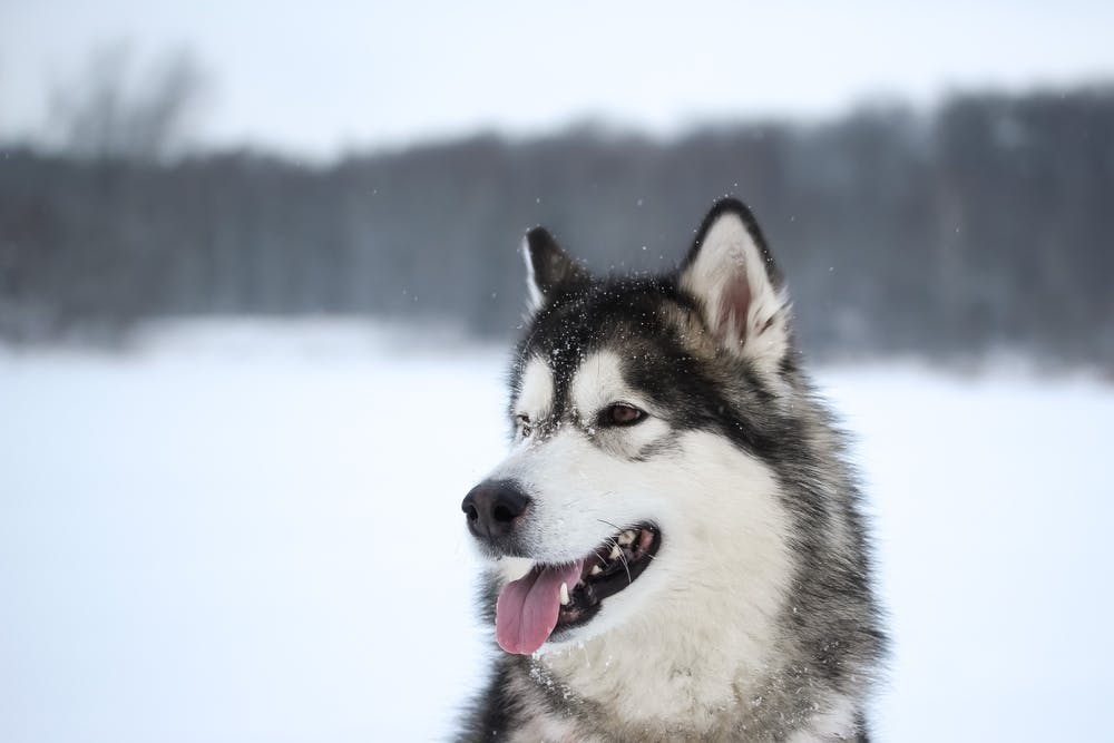 A dog in Alaska