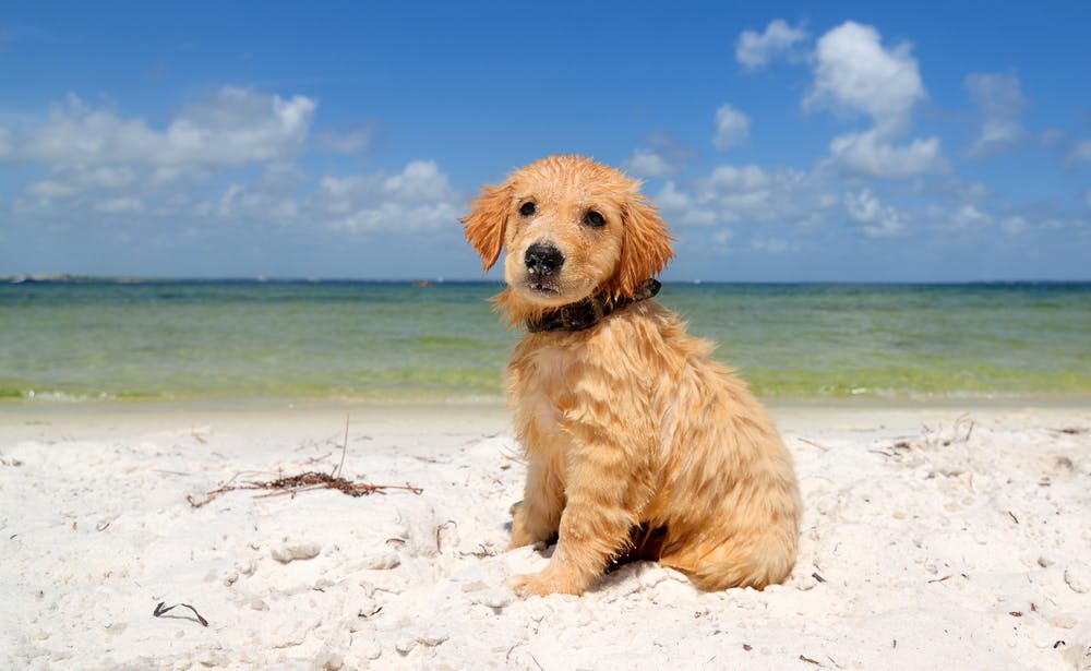 A dog in Florida