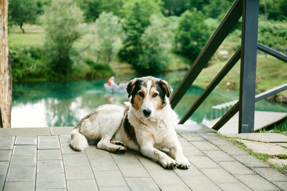 A dog in Georgia
