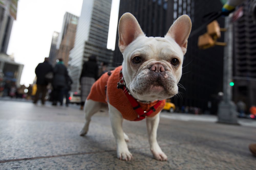 A dog in New York