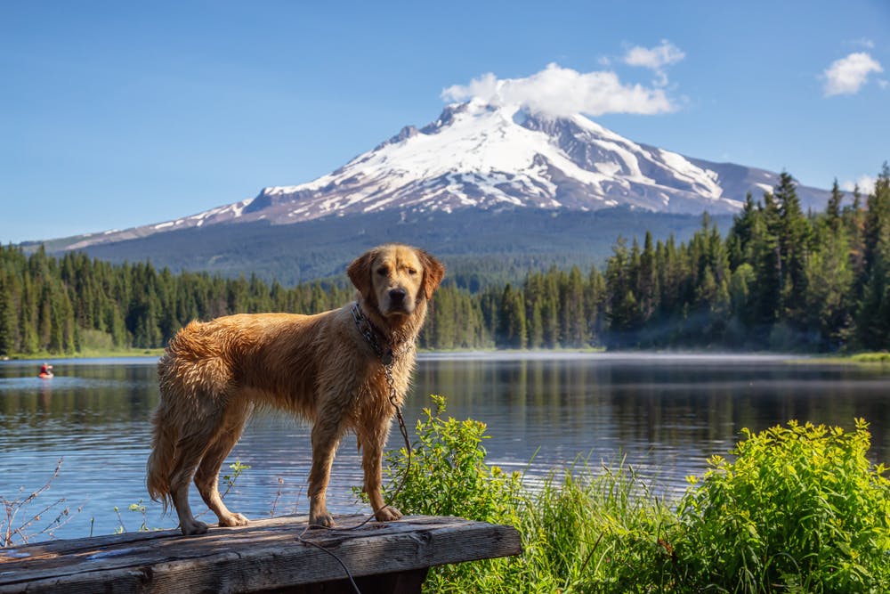 A dog in Oregon
