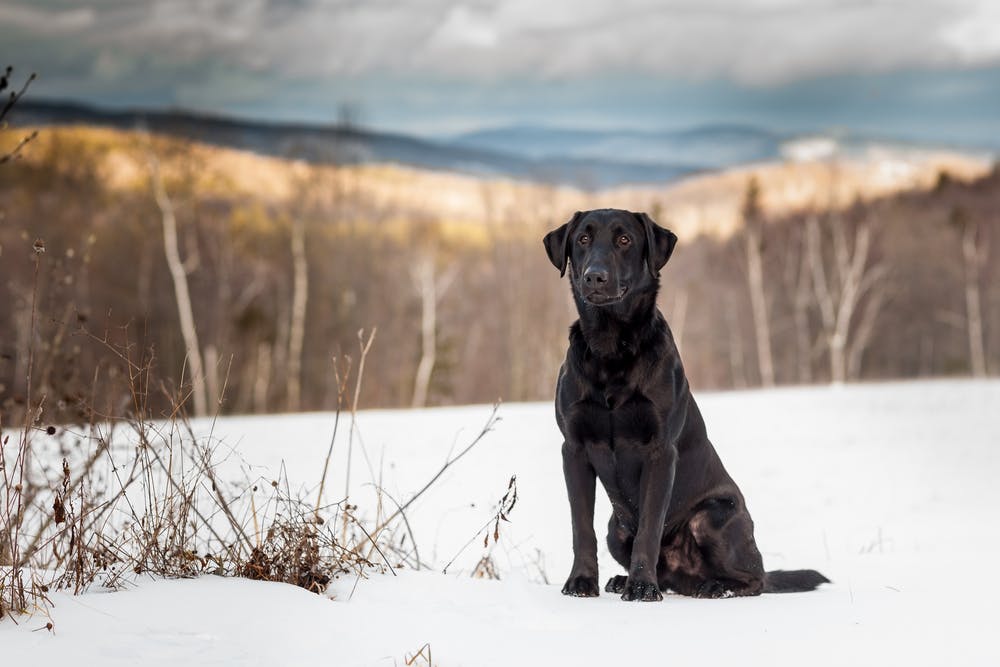 A dog in Vermont