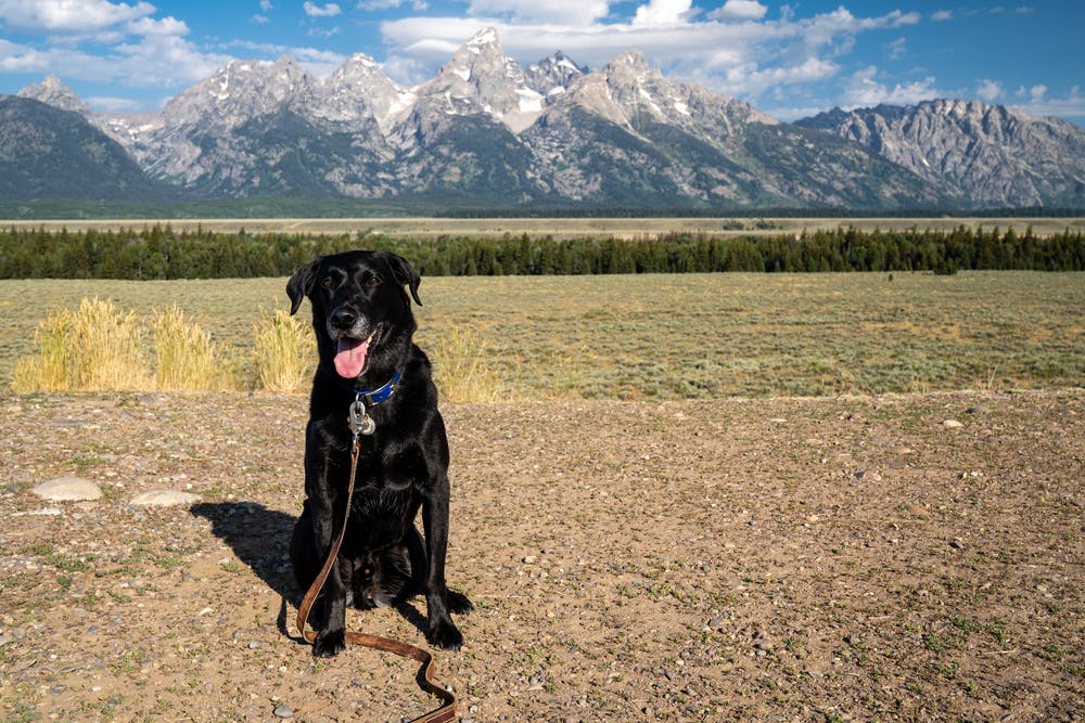 A dog in Wyoming