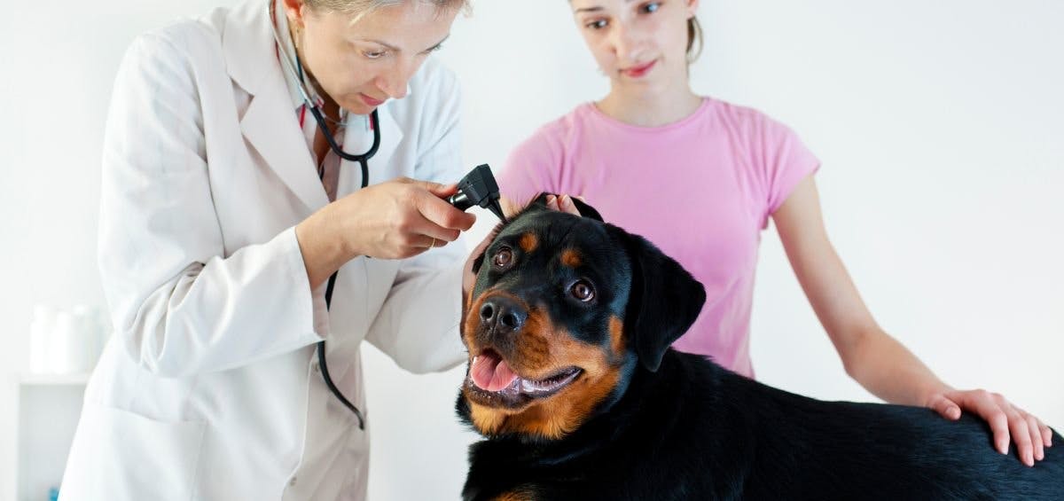 veterinarian examining ear of rottweiler at the vet