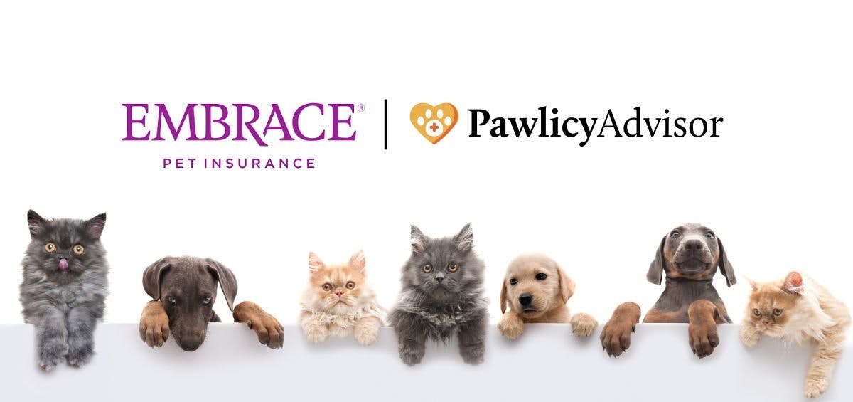 Cats and puppies on a ledge with the Embrace Pet Insurance and Pawlicy Advisor logos above.