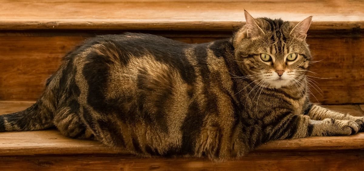 obese cat on stairs