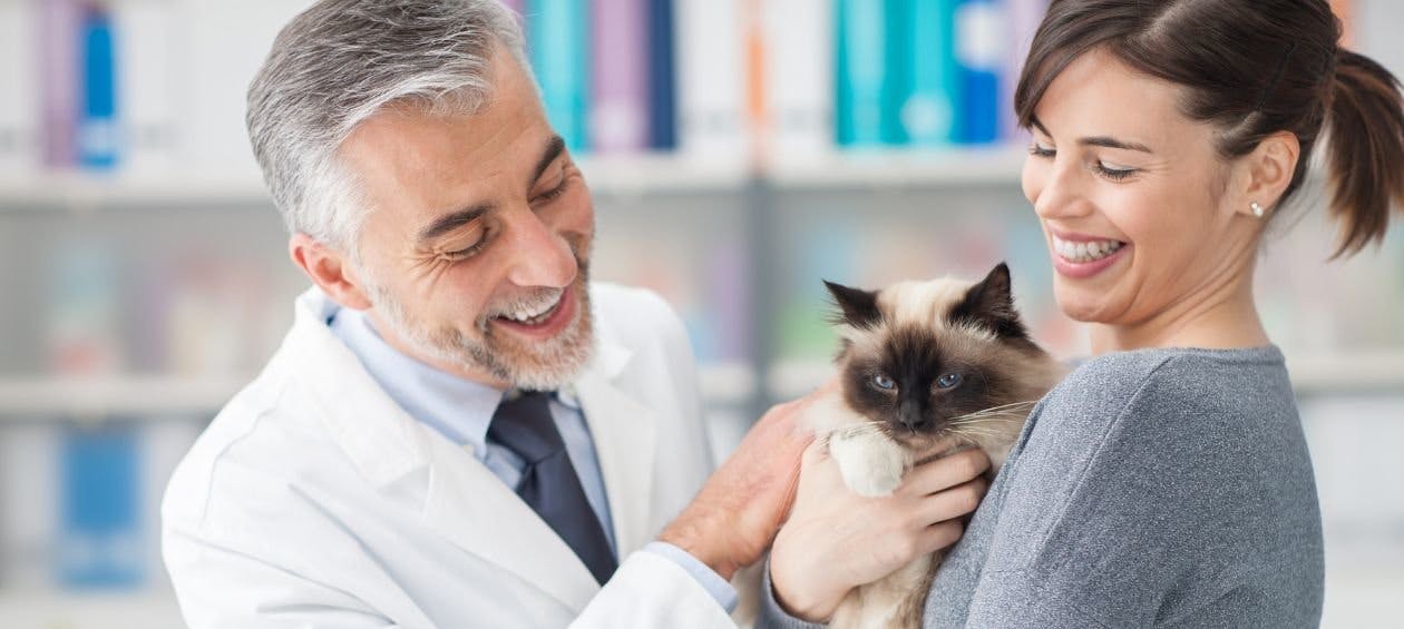 veterinarian petting a client's siamese cat