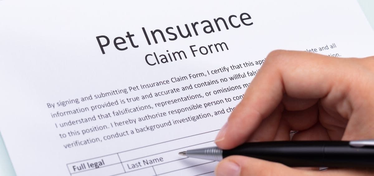 person filing pet insurance claim form