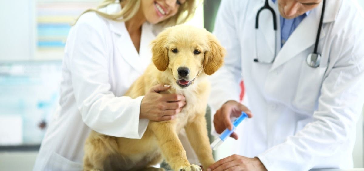 vet giving puppy first year shot