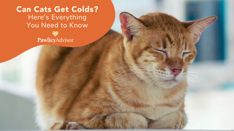 Yes, cats can get colds, also known as upper respiratory infections. Learn how cats can get a cold and what you can do to help your sick pet at home.