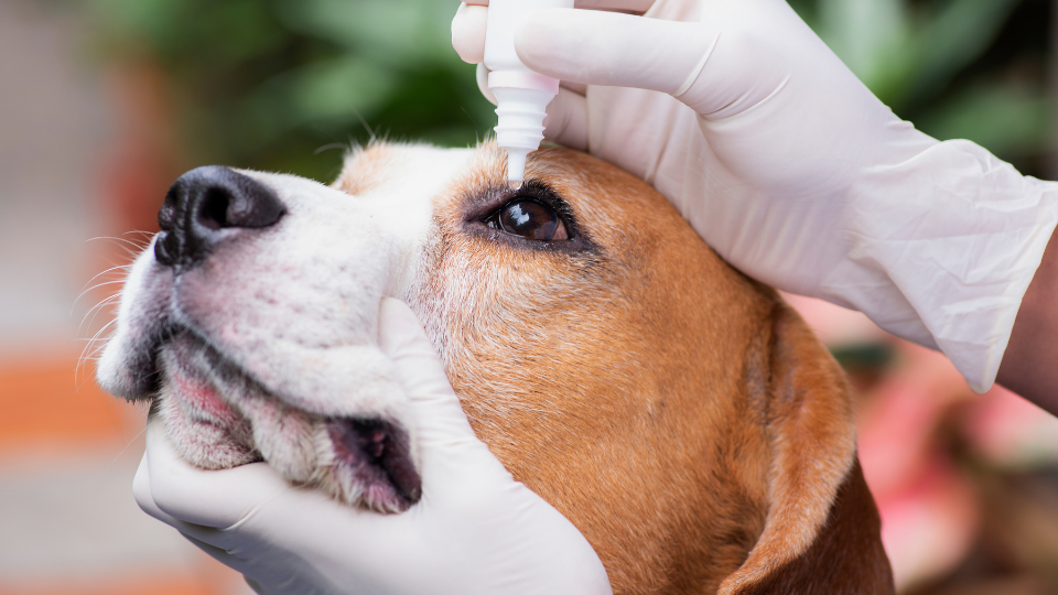 Dog receives eye drops for glaucoma treatment