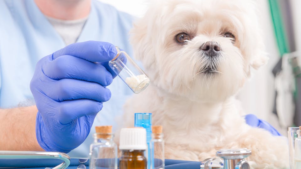 Vet holding medications for a little maltese dog