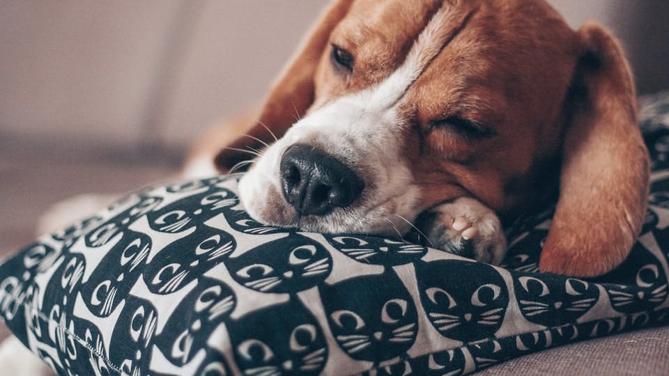 Beagle resting head on pillow