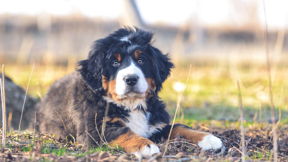 Bernese Mountain Dog puppy laying in field