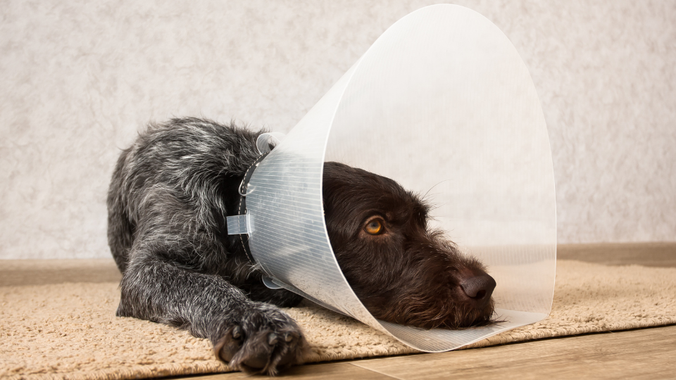 dog wearing cone post surgery anesthesia