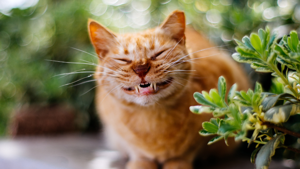 Cats have some fascinating facts about their teeth that most people don't know. Find out what they are here!