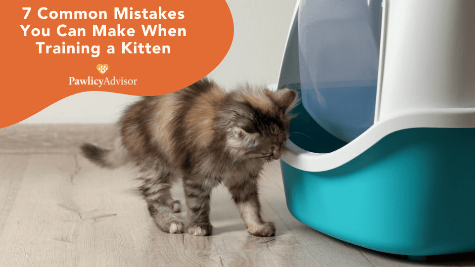 kitten training mistakes