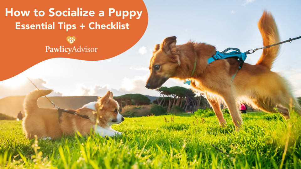 Use this puppy socialization checklist to build confidence in your dog, with tips on how to socialize your puppy in each situation.