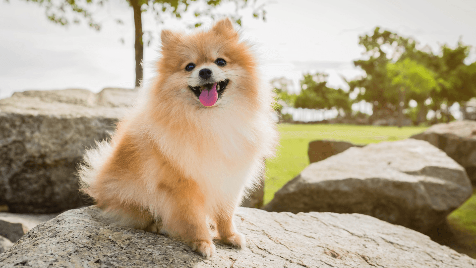 pomeranian profile outdoors