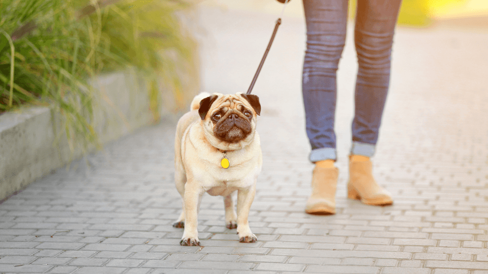 Woman walking Pug dog