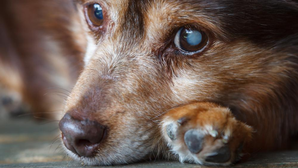 DVM candidate, Aliyah Diamond, details the average dog cataract surgery cost, how cataract surgery can help your pup, and the best way to save on costs.