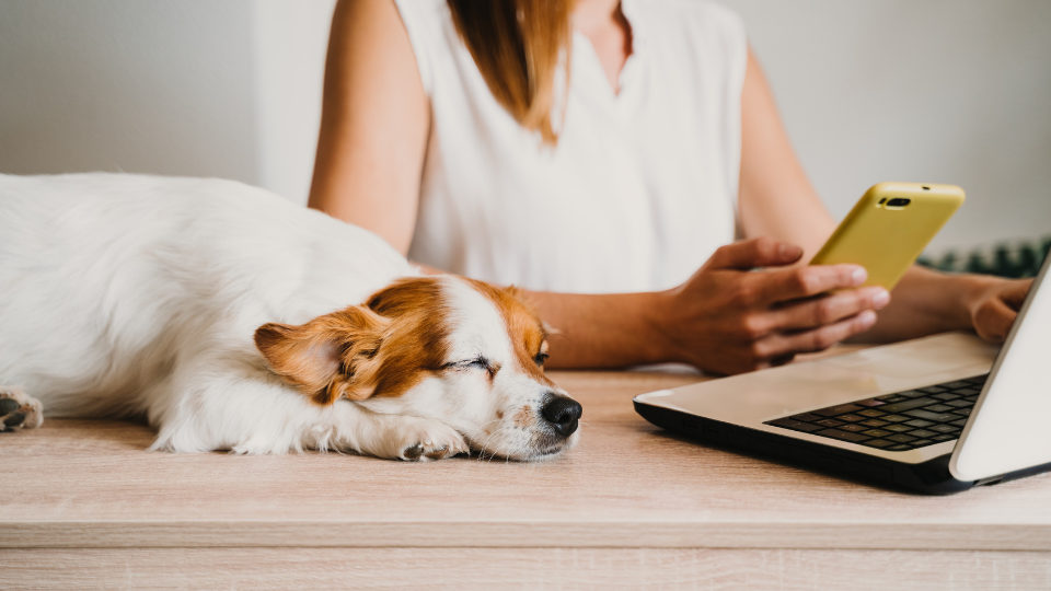 Want to change your pet insurance? Unlike auto insurance, hopping around for lower rates is often not recommended. Here’s what to consider before switching.