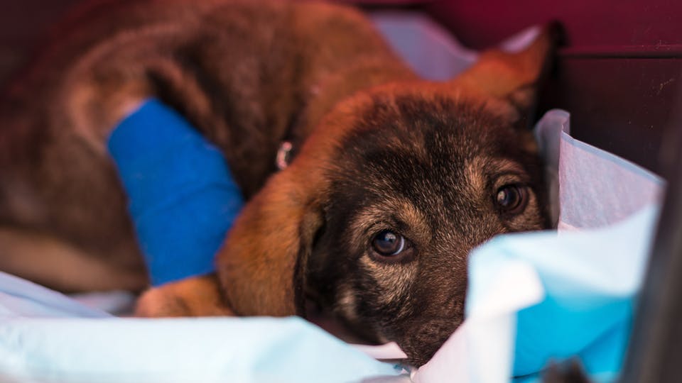 Parvo is one of the most serious viruses that puppies can get but luckily, it’s preventable with proper vaccination. If your puppy has parvo, follow a vet's recommended treatment.
