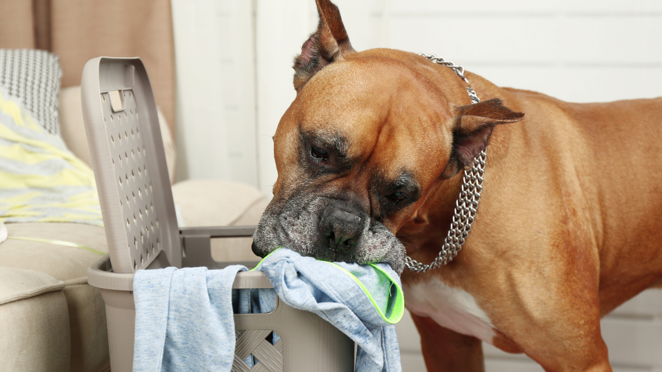 Dog steals clothes from laundry