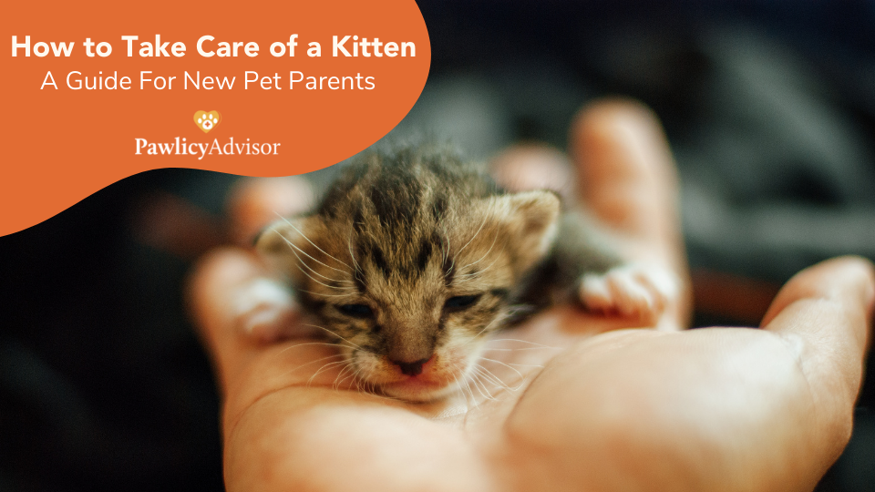 how to take care of a kitten