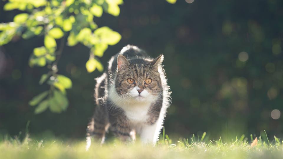 If you own a cat that spends time outdoors, they’re at an increased risk for injuries, accidents, and serious health conditions that require veterinary care. Here’s how pet insurance can help.