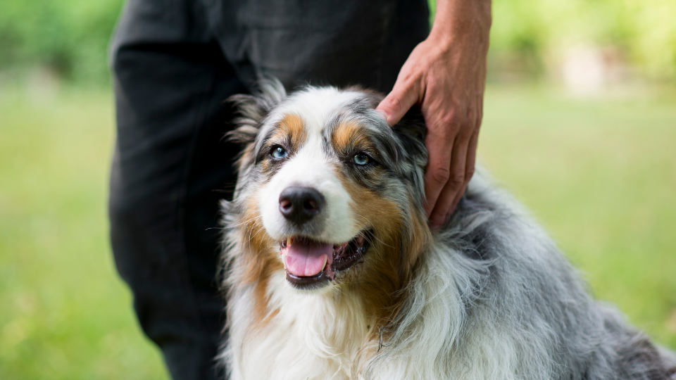 Is SWBC Pet Insurance the best option for you and your pet? Learn everything you need to know about the company’s plans, prices, discounts, waiting periods, and more to see how it compares to other pet insurance providers.