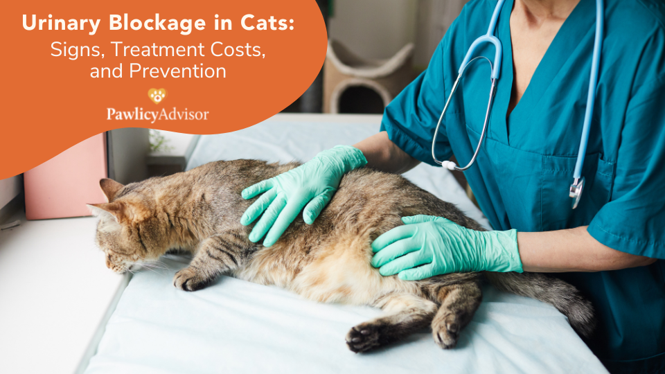 urinary blockage in cats