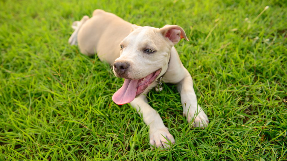 Pit Bull puppy lying in grass smiling
