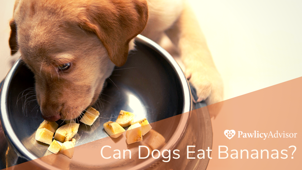 Can dogs eat bananas? They are a tasty snack that most dogs love, but before you let your pooch enjoy this fruit there are some things to consider.